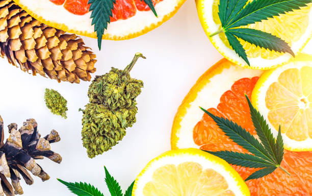 Exploring the Aromatic World of Cannabis Terpenes: Nature's Signature